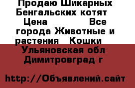 Продаю Шикарных Бенгальских котят › Цена ­ 17 000 - Все города Животные и растения » Кошки   . Ульяновская обл.,Димитровград г.